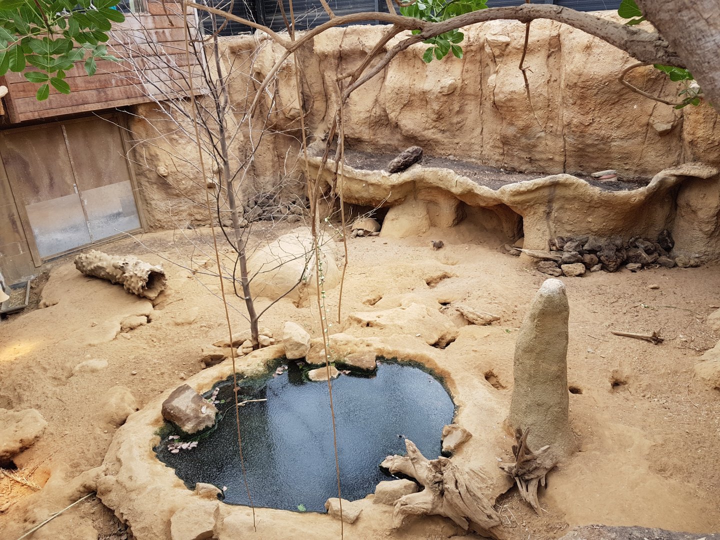Meerkat - Porcupine and Tortoise enclosure