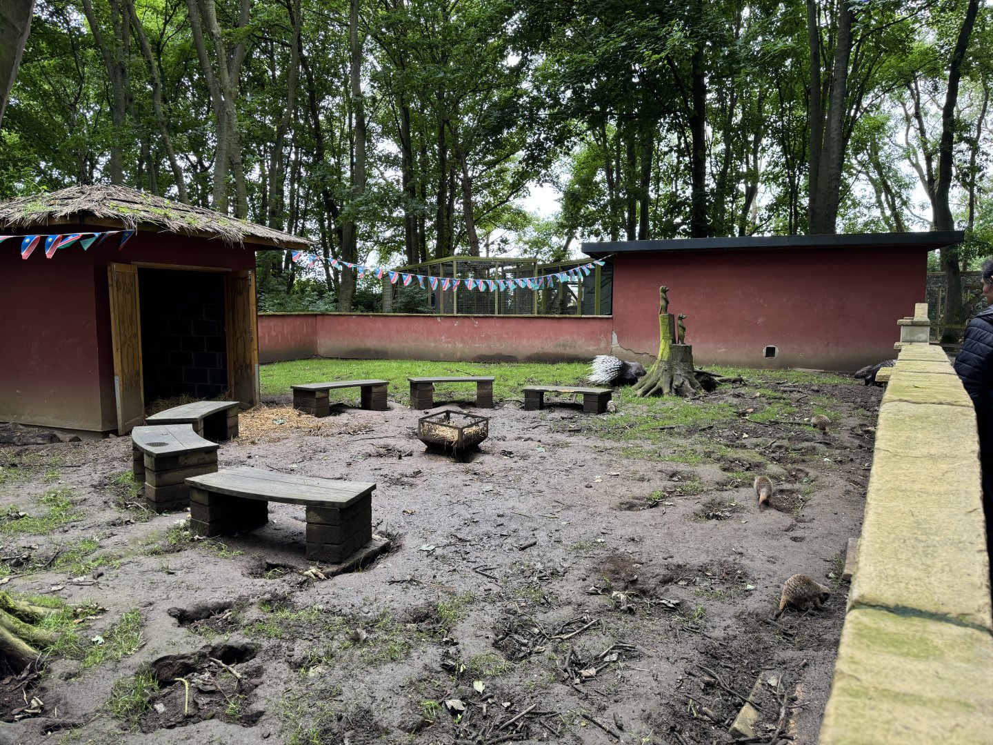 Meerkat / Porcupine at Bridlington Animal Park (July 2024)