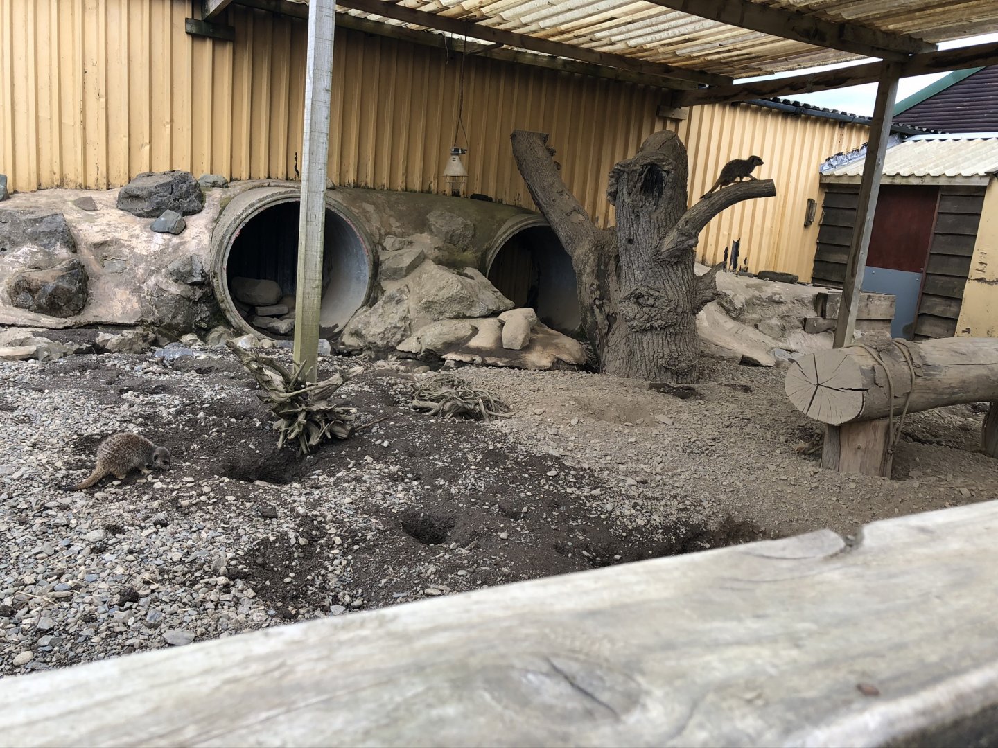 Meerkat & Porcupine Enclosure at Lake District Wildlife Park (May 2019)