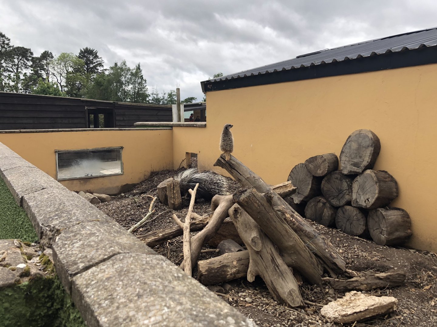 Meerkat & Porcupine Enclosure at Lake District Wildlife Park (May 2019)