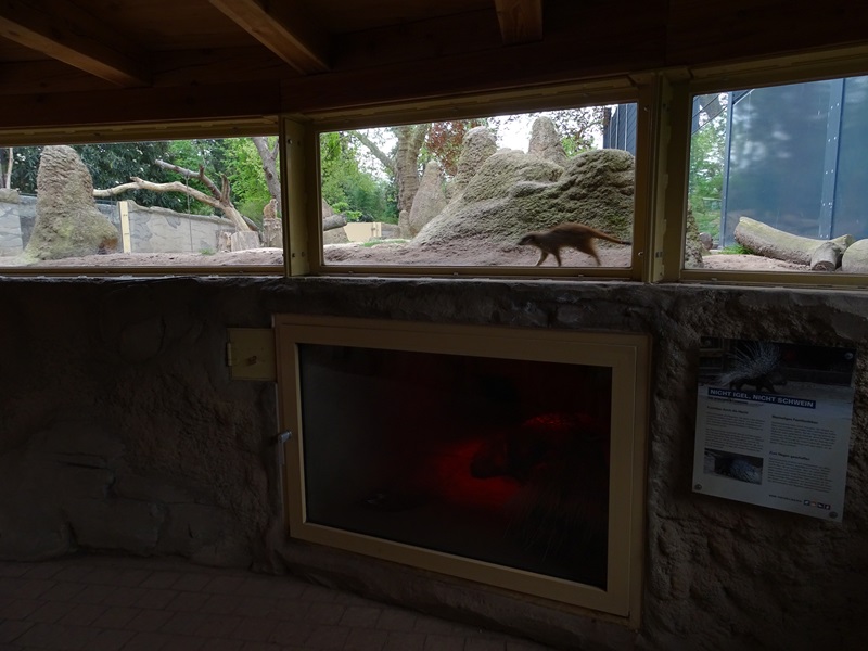 Meerkat/porcupine enclosure