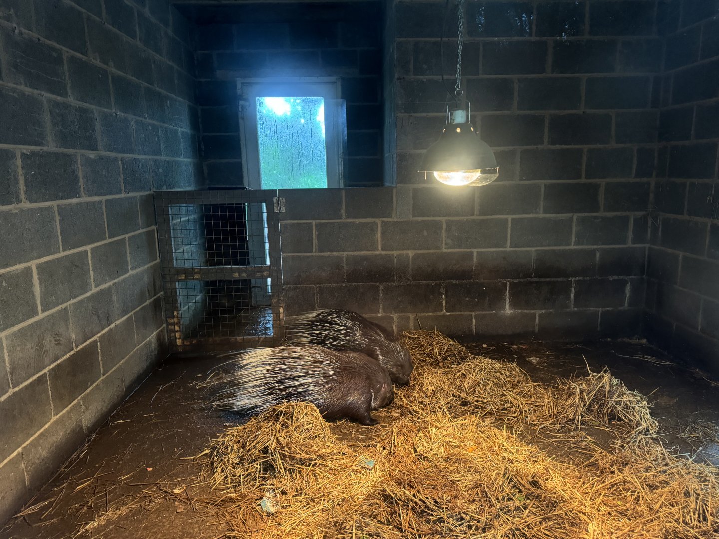Meerkat / Porcupine Indoor Enclosure at Bridlington Animal Park (July 2024)