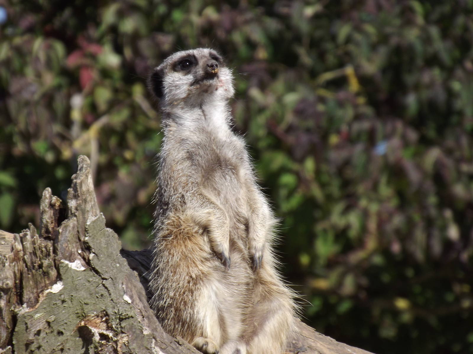 Meerkat pose