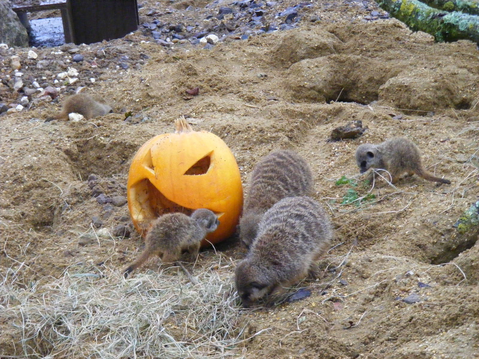 Meerkat pumpkin enrichment at Marwell Wildlife, 30 October 2011