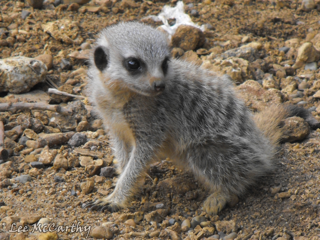Meerkat Pup 23rd July 2010