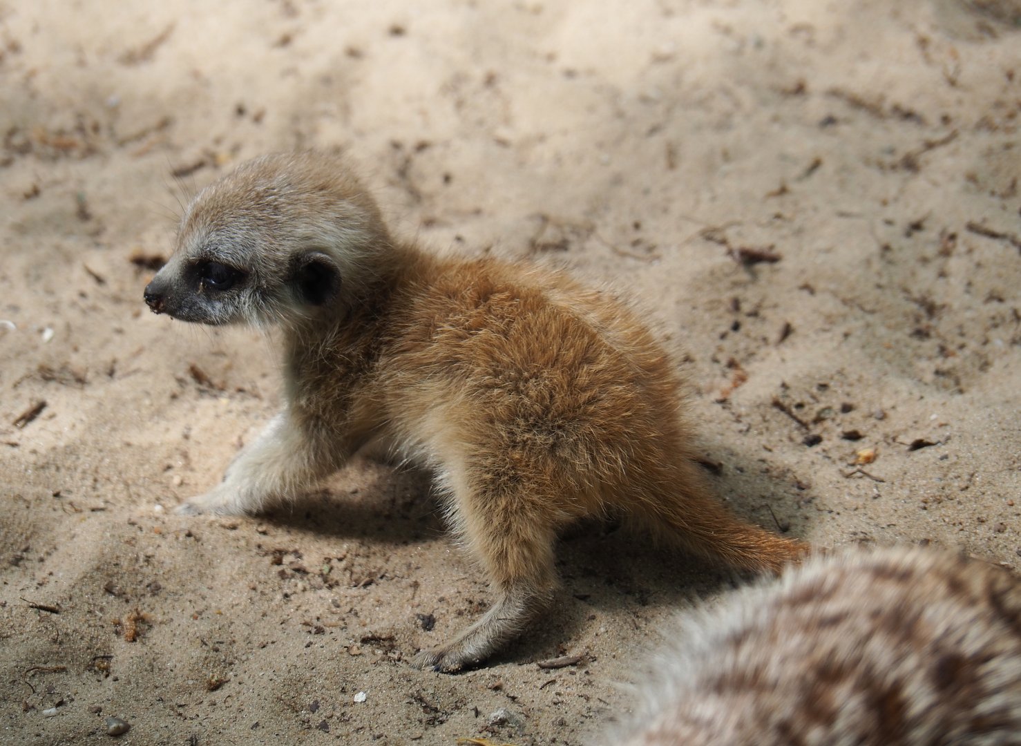 Meerkat pup (Suricata suricatta), 2019-05-25