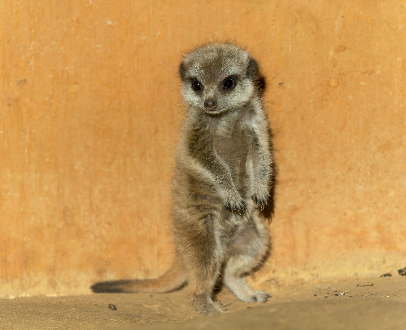 Meerkat pup, ZSL Whipsnade, UK