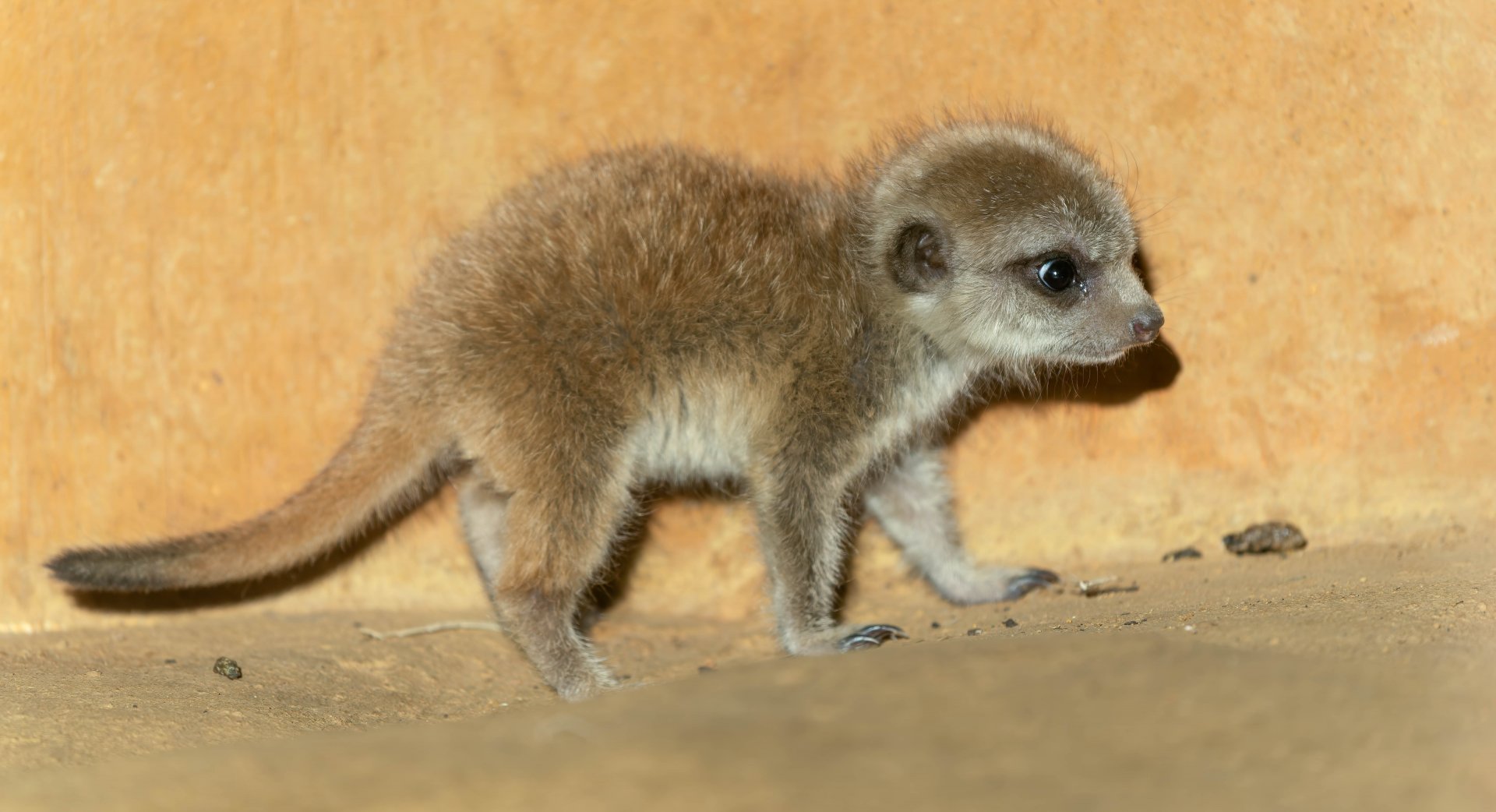 Meerkat pup, ZSL Whipsnade, UK