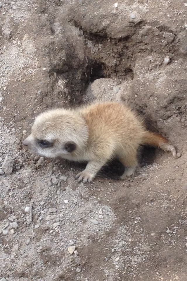 Meerkat Pup