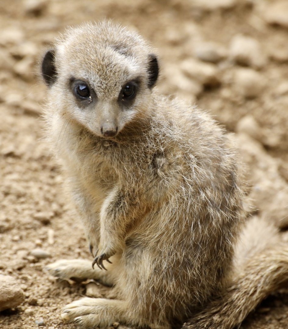 Meerkat Pup