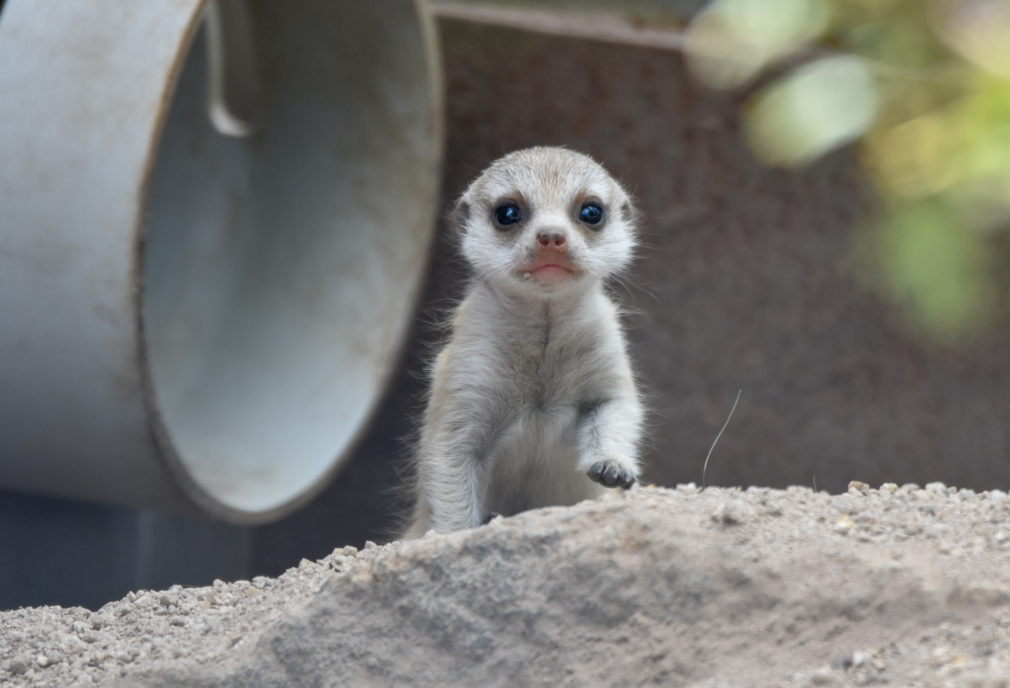 Meerkat pup