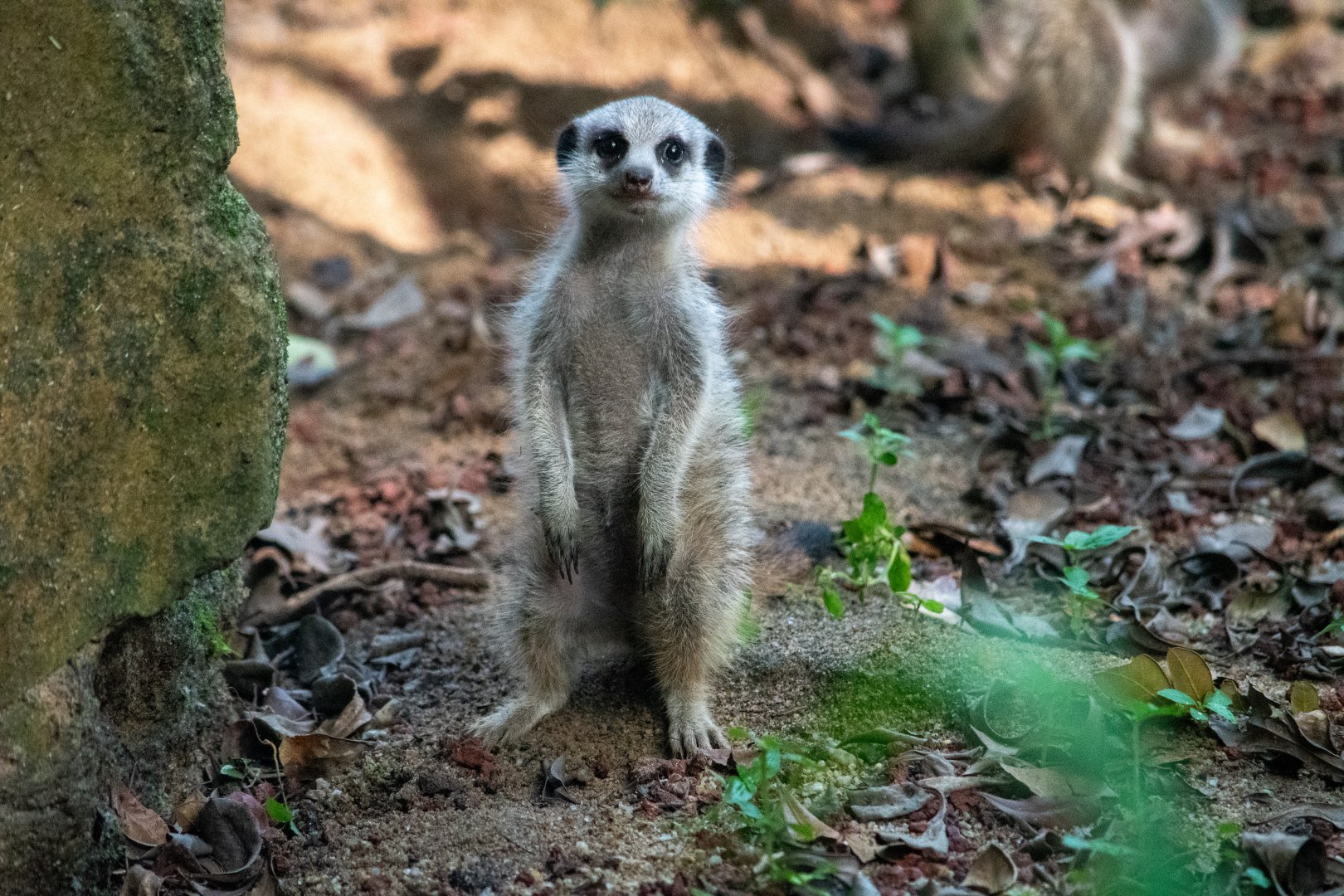 Meerkat Pup