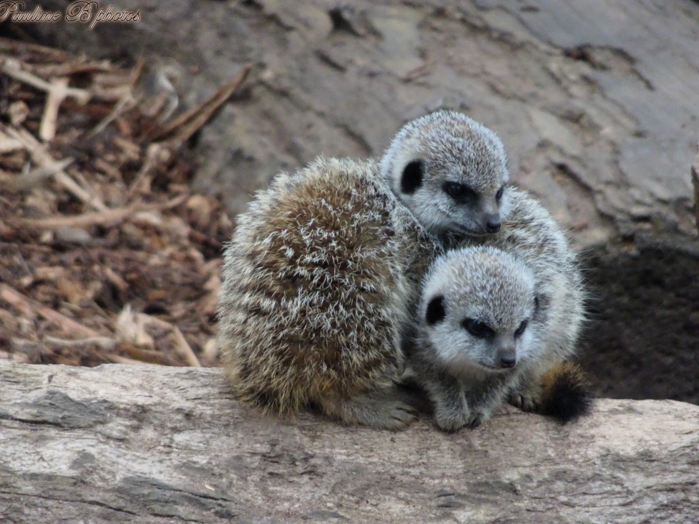 Meerkat pups 18 October 2025