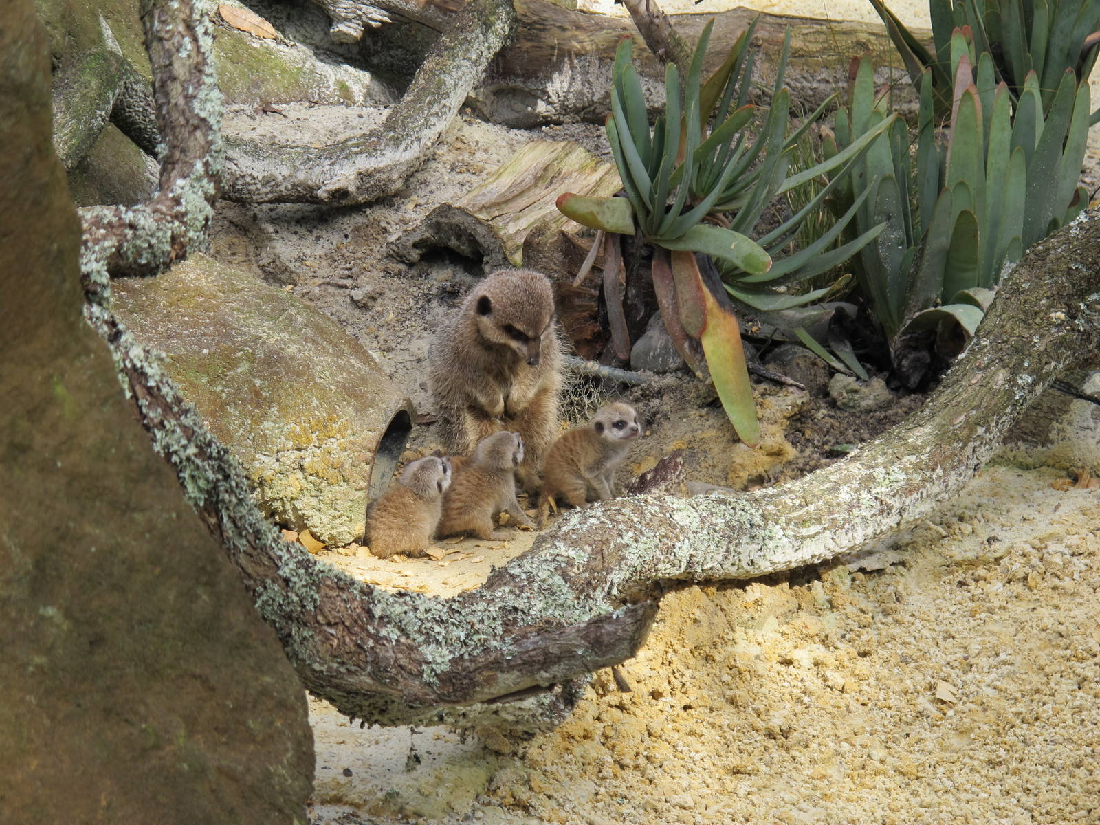 Meerkat Pups - Auckland Zoo 2013