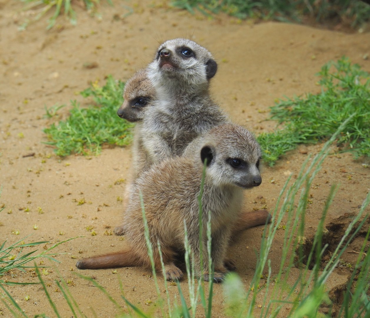 Meerkat pups (Suricata suricatta), 2021-06-15
