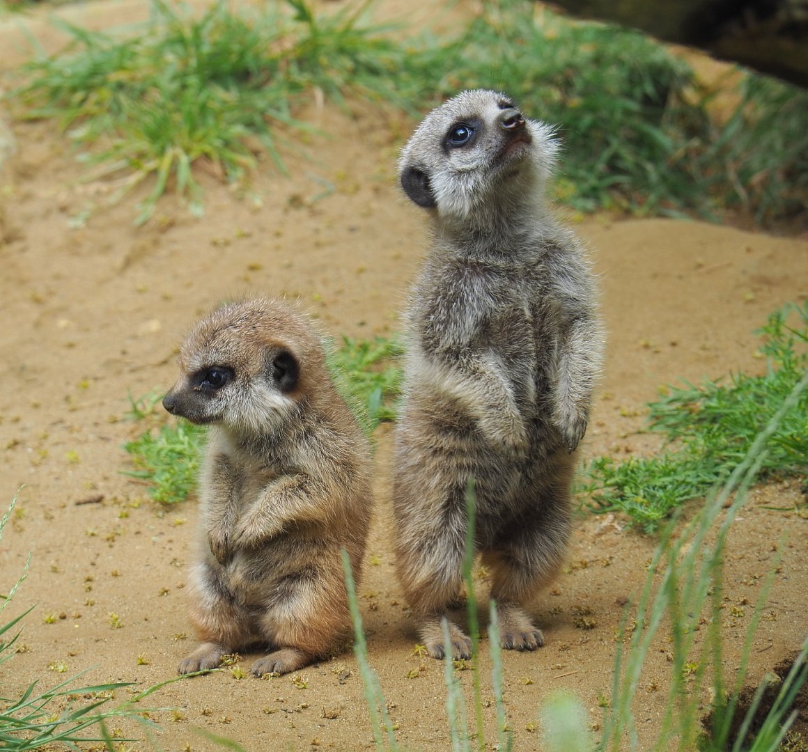 Meerkat pups (Suricata suricatta), 2021-06-15