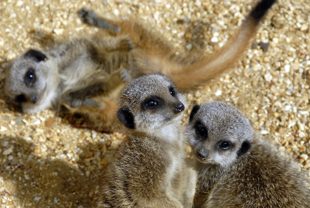 Meerkat pups