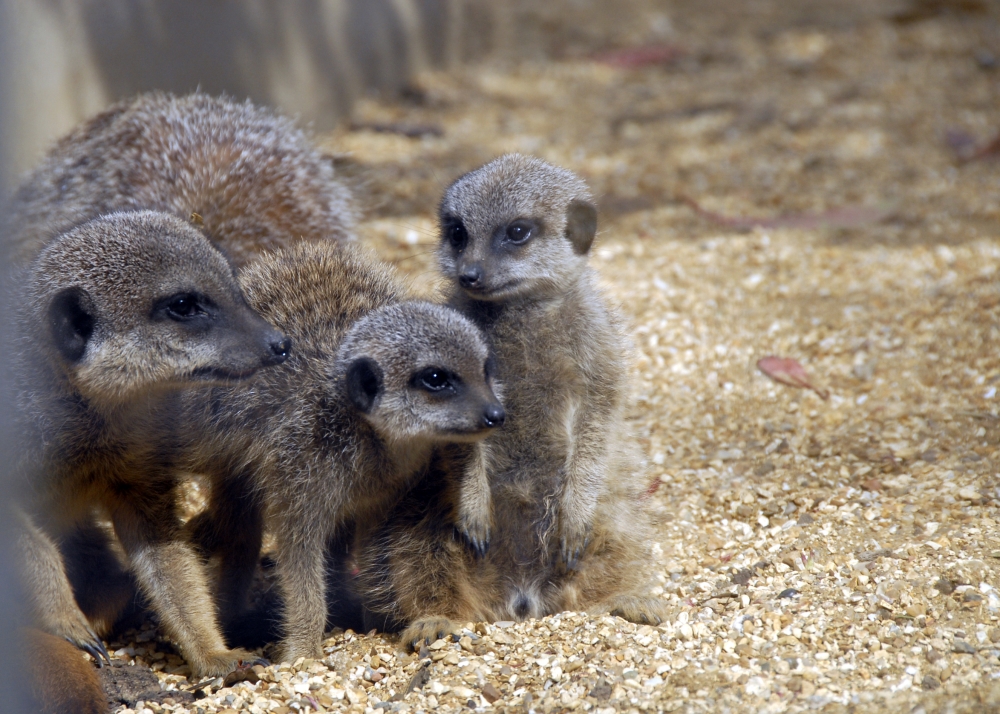 Meerkat pups