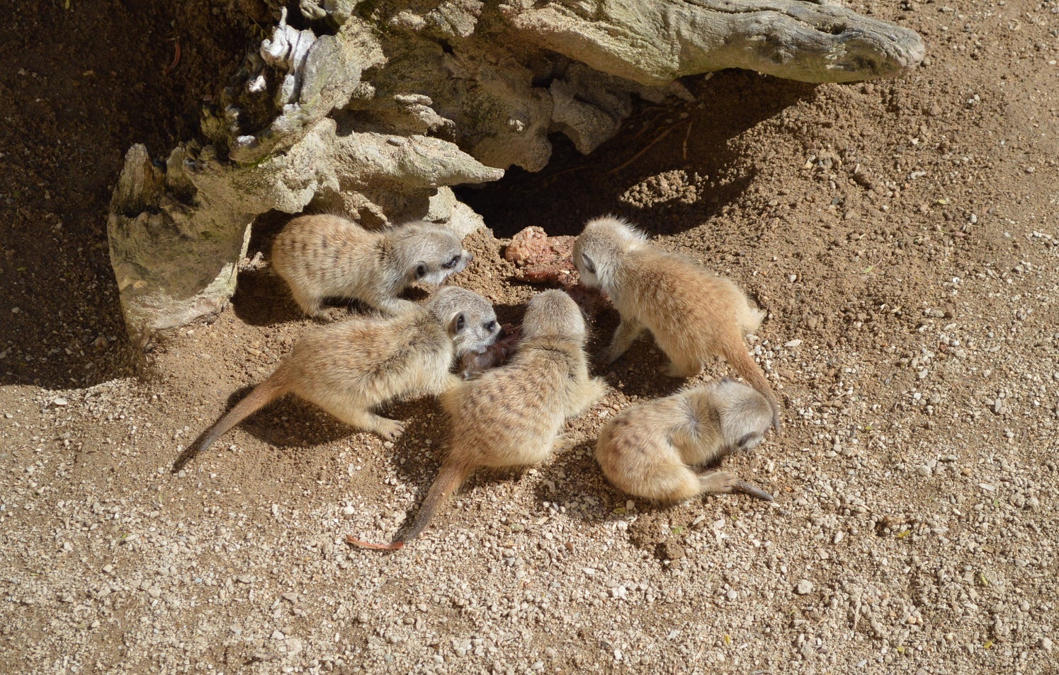 Meerkat Pups