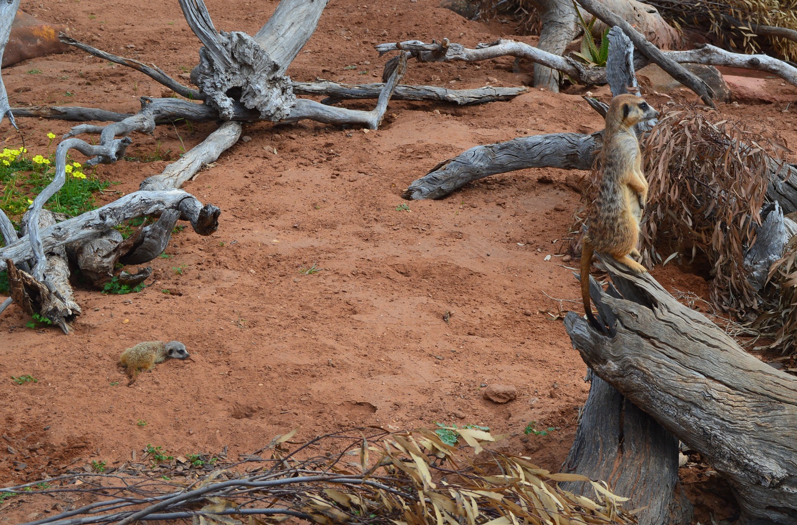 Meerkat Pups