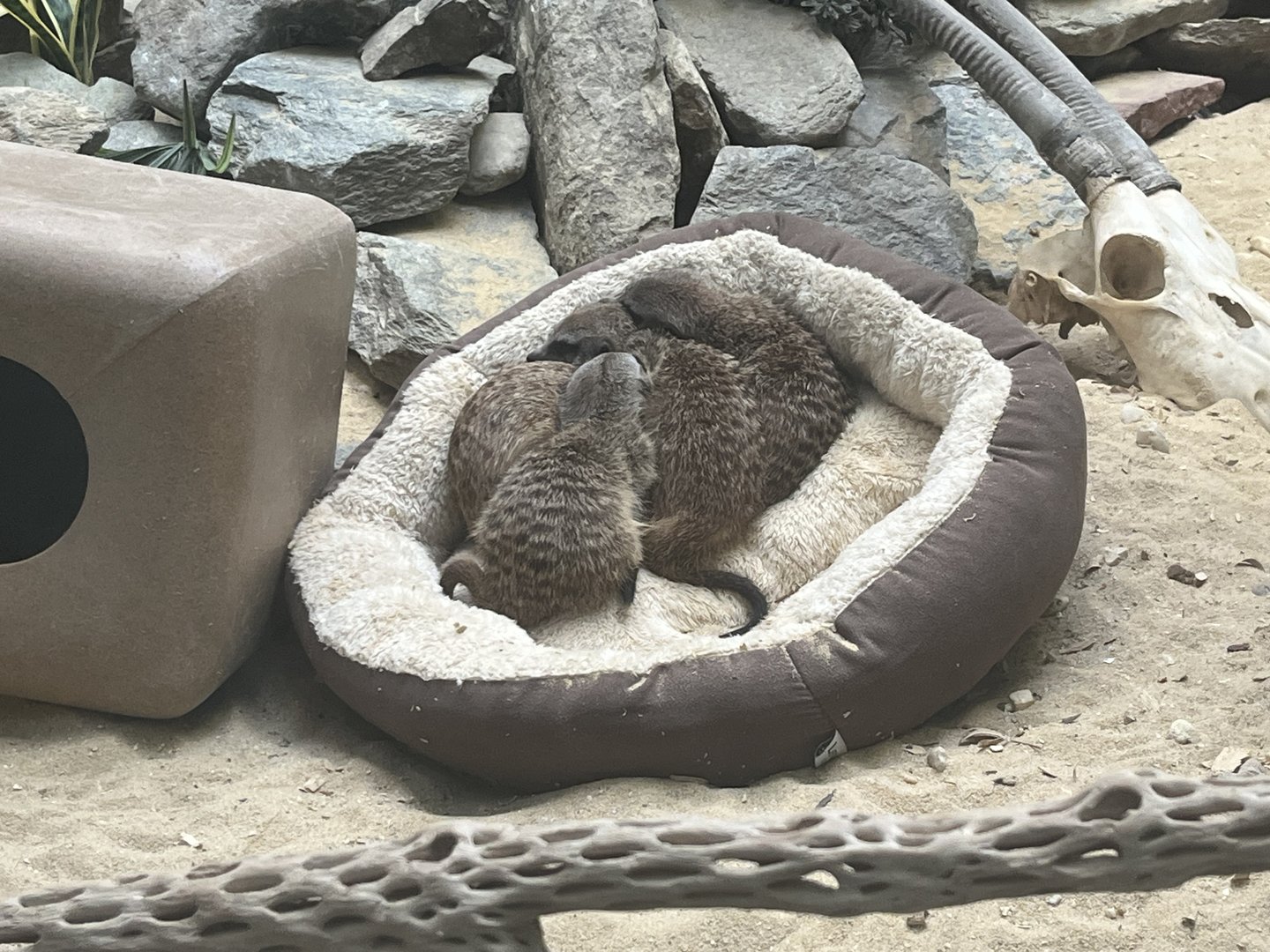 Meerkat Pups