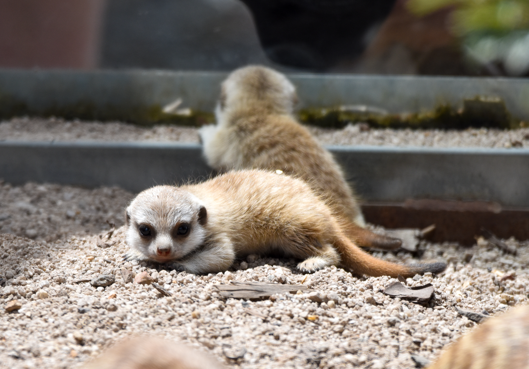 Meerkat pups