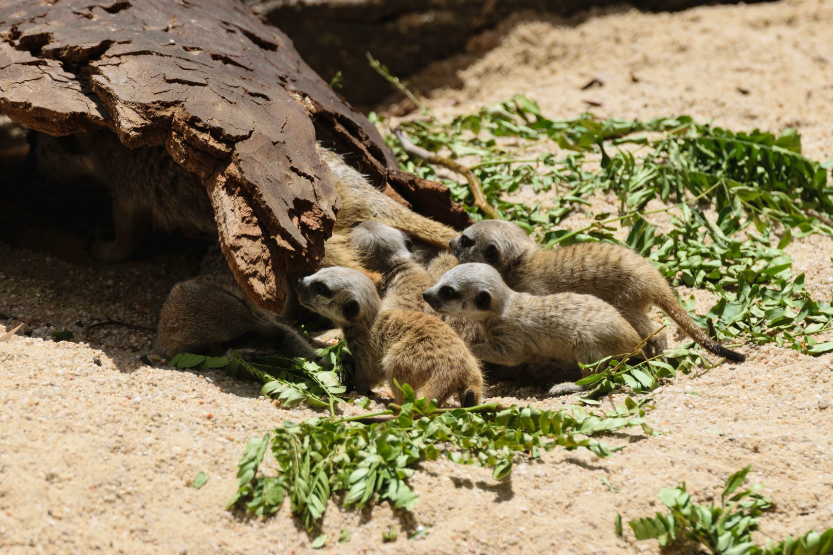 Meerkat pups