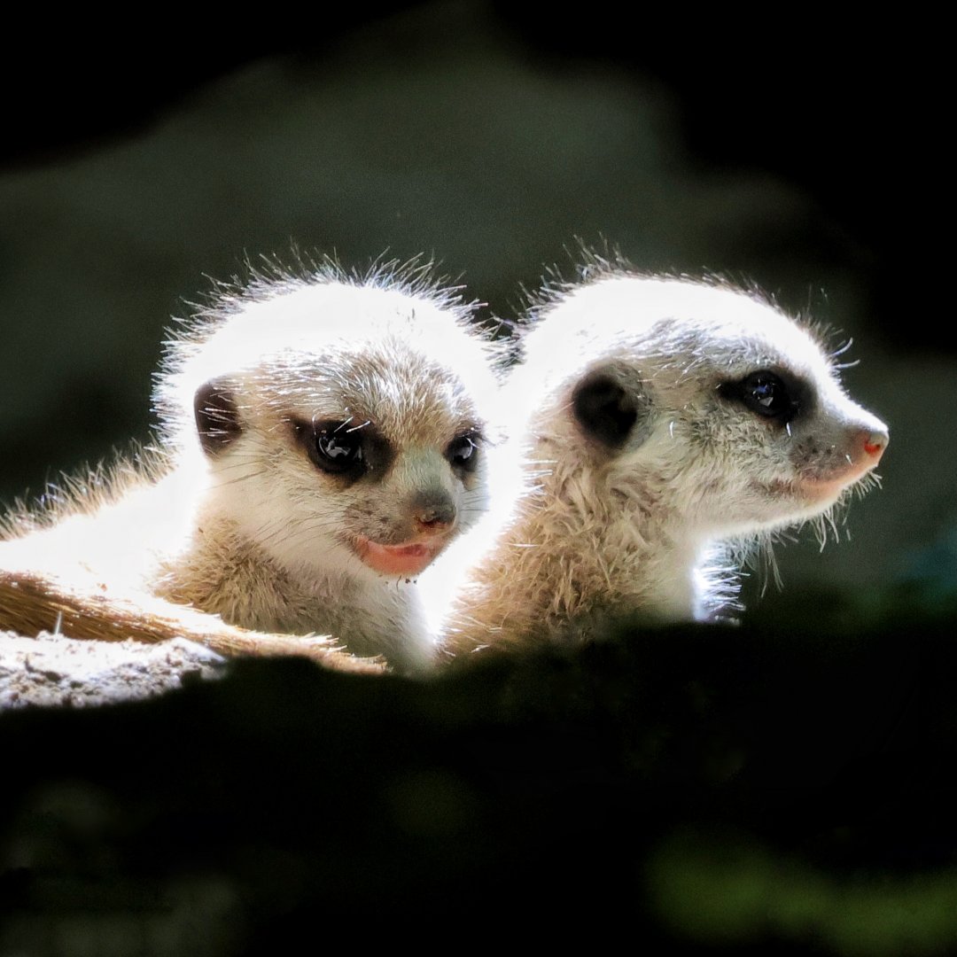 Meerkat pups