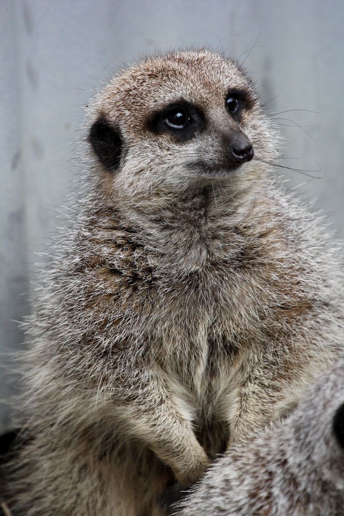 Meerkat - "Pookie"