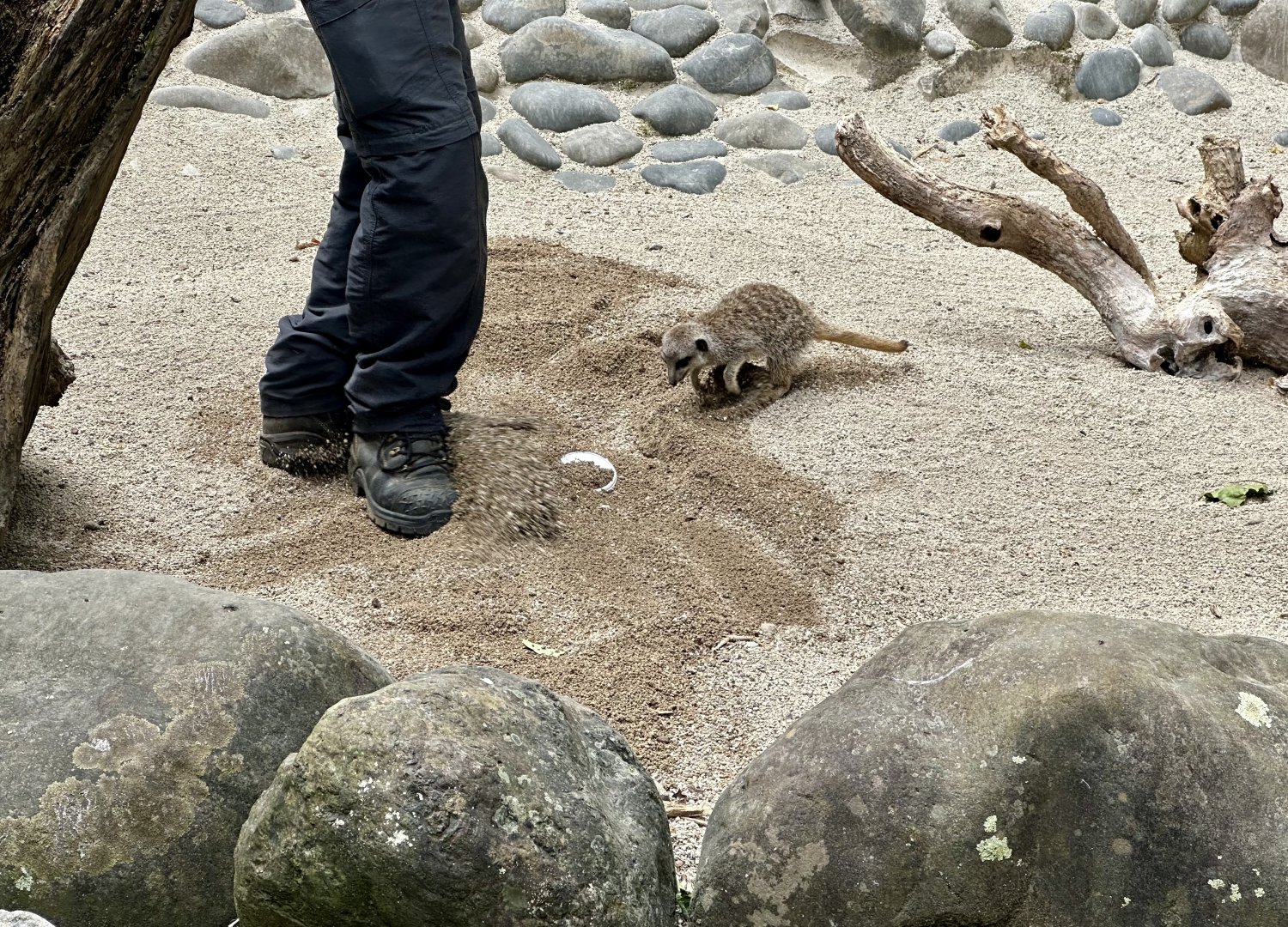 Meerkat Racing Keeper