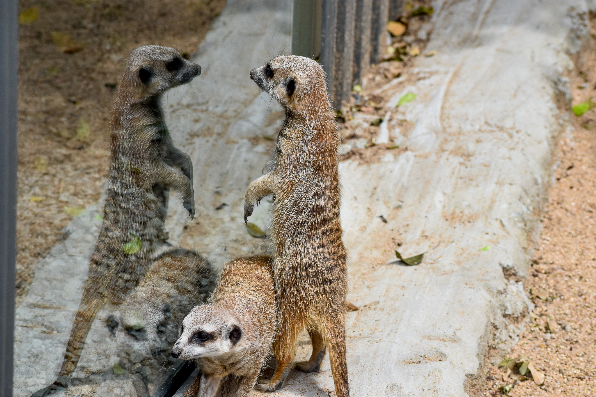 Meerkat Reflections