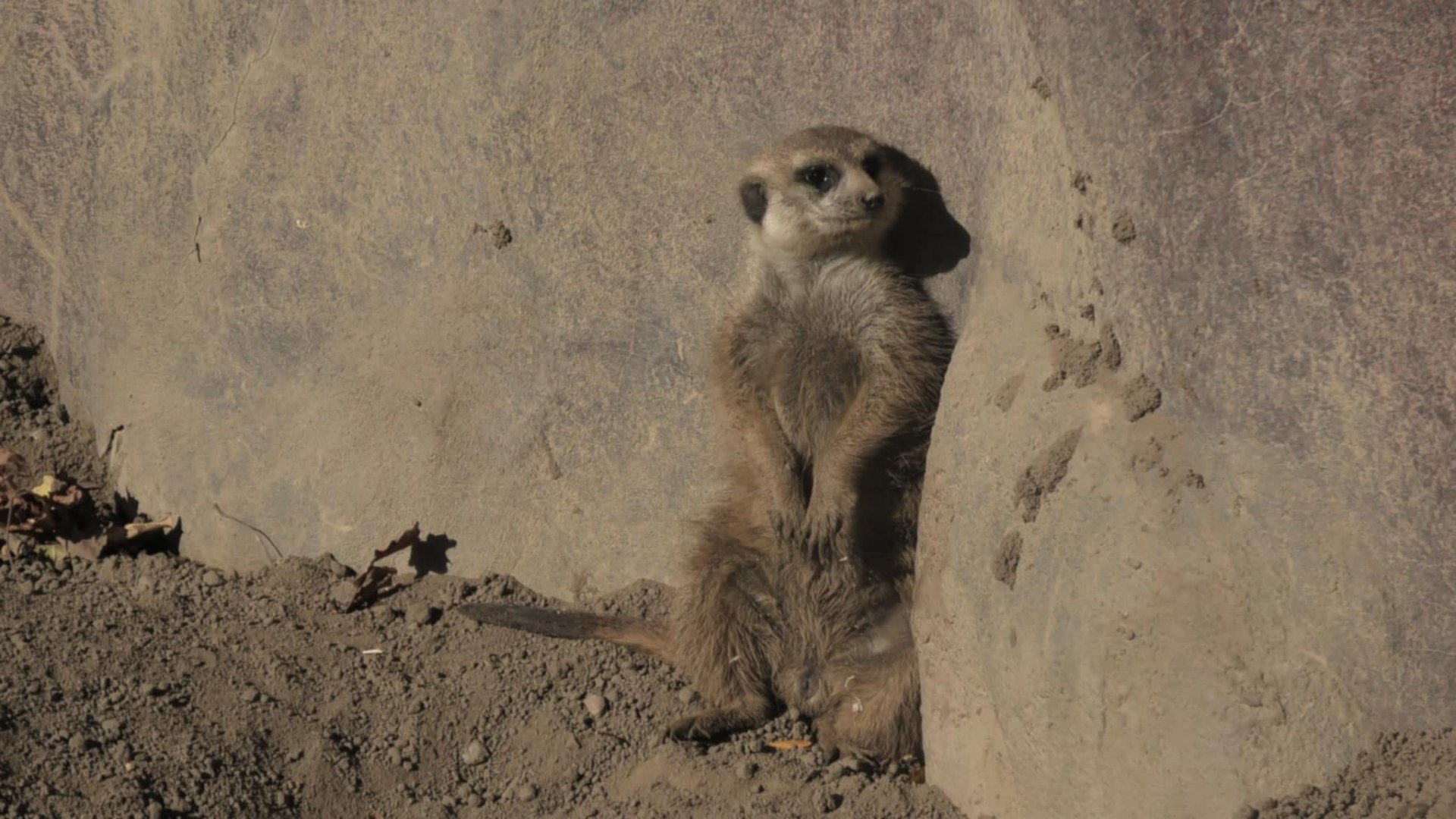 Meerkat relaxing by a rock