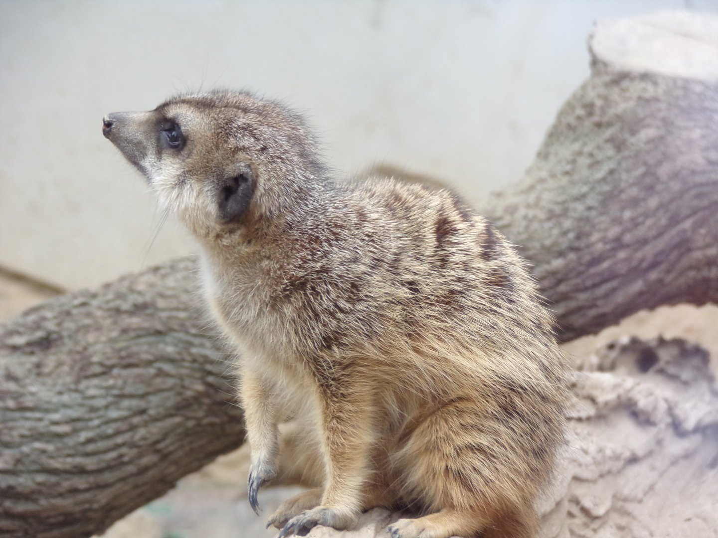 Meerkat - Réserve Africaine de Sigean (2024)