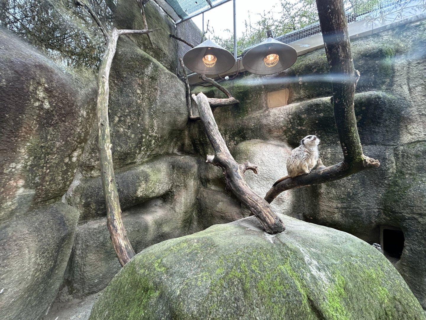 Meerkat & Rock Hyrax Exhibit