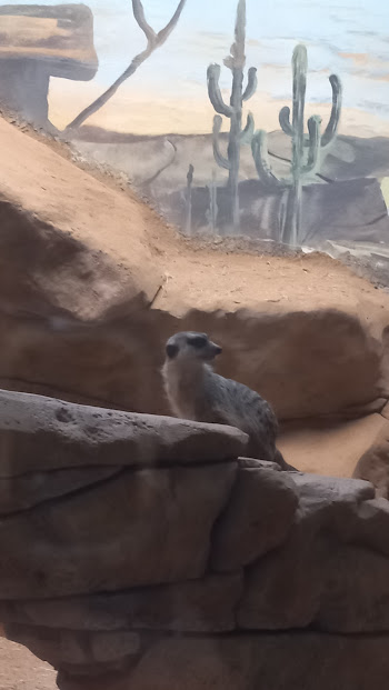 Meerkat - São Paulo aquarium