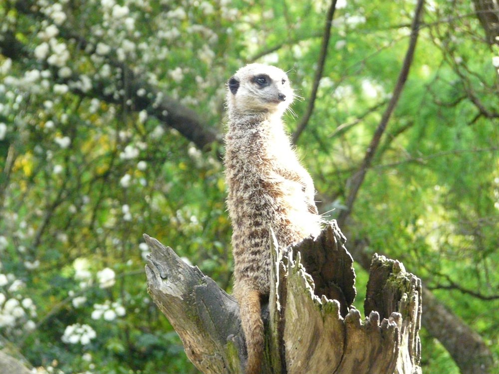Meerkat sentry