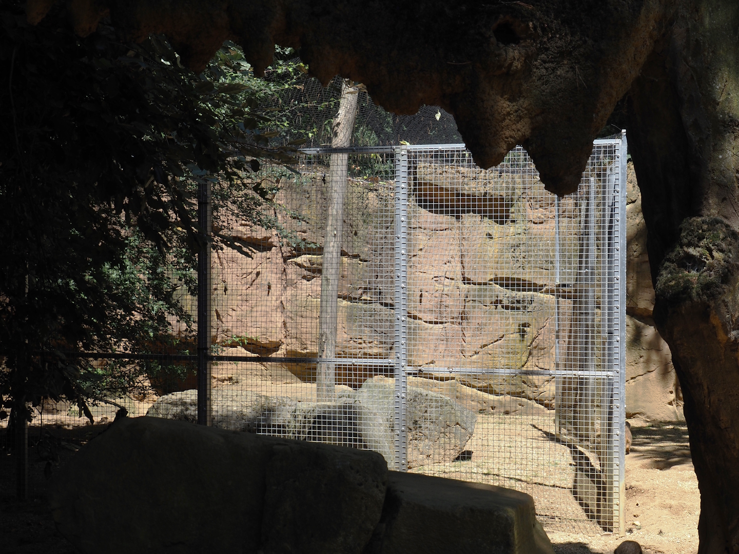 Meerkat separation area, 2024-06-08