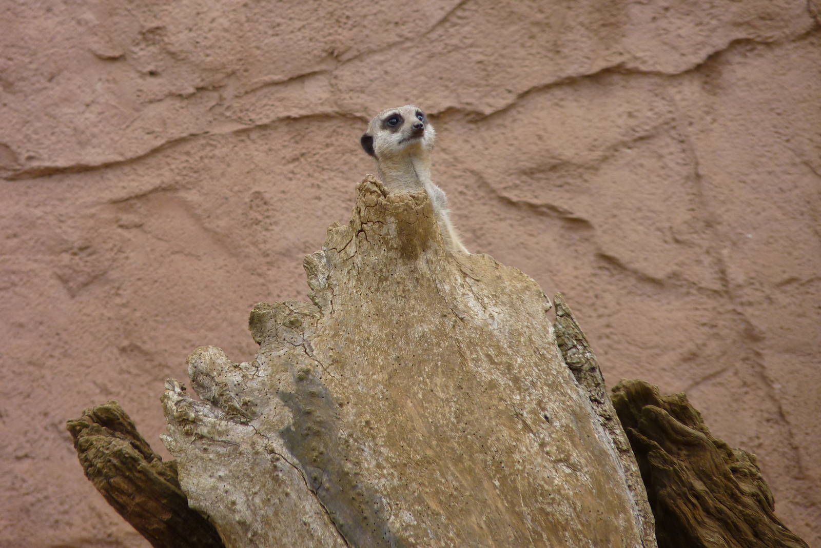 Meerkat, September 2016