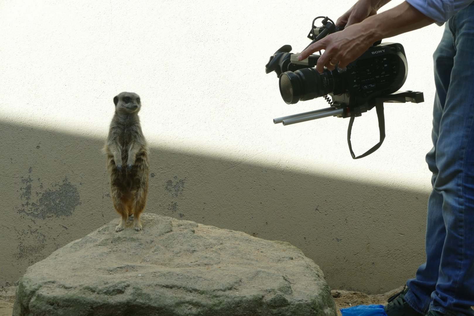 Meerkat, September 2018