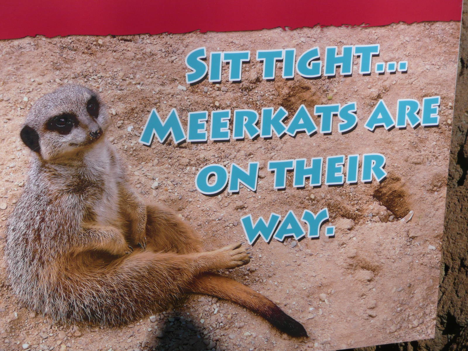 Meerkat sign