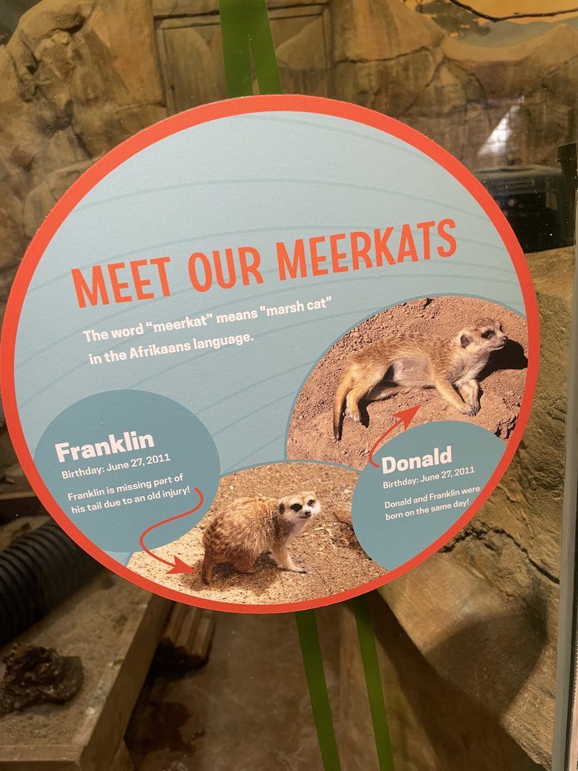 Meerkat Signage #1