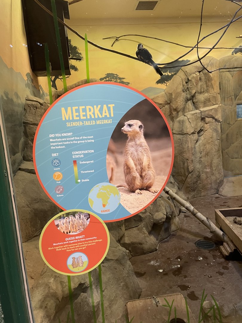 Meerkat Signage #2