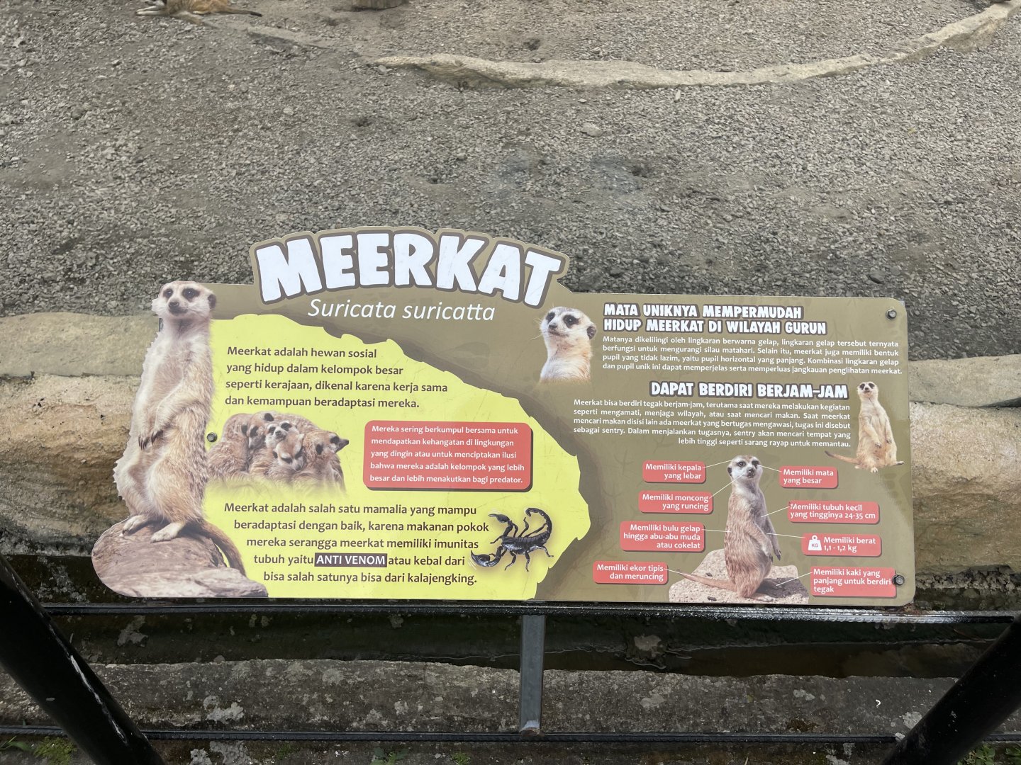 meerkat signage (2)