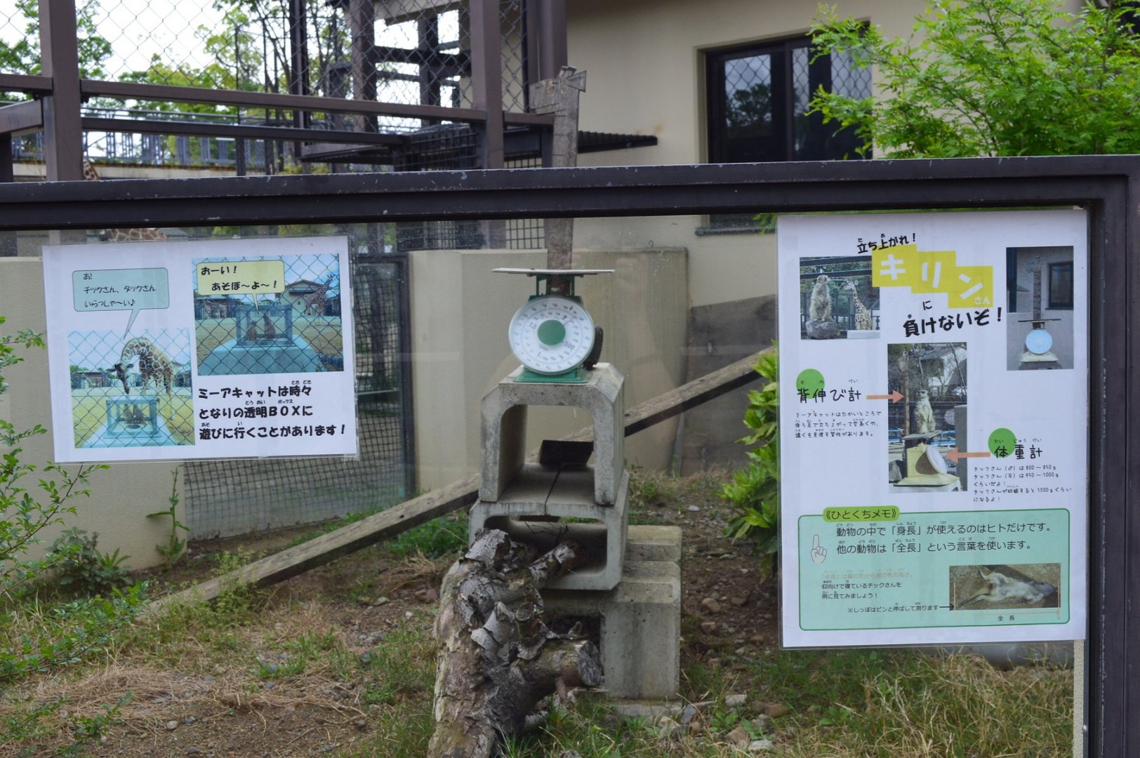 Meerkat Signage and Scales