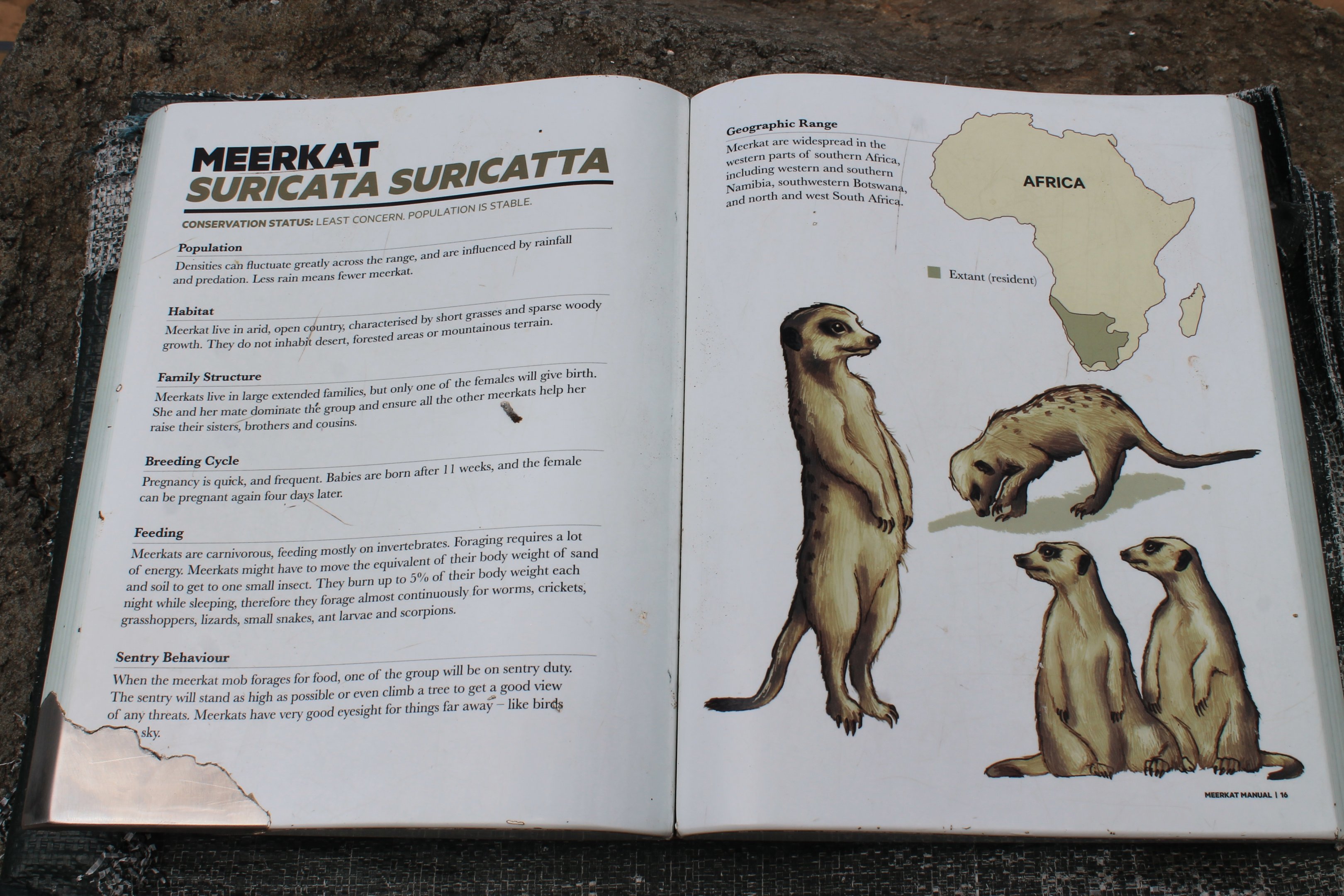 Meerkat signage