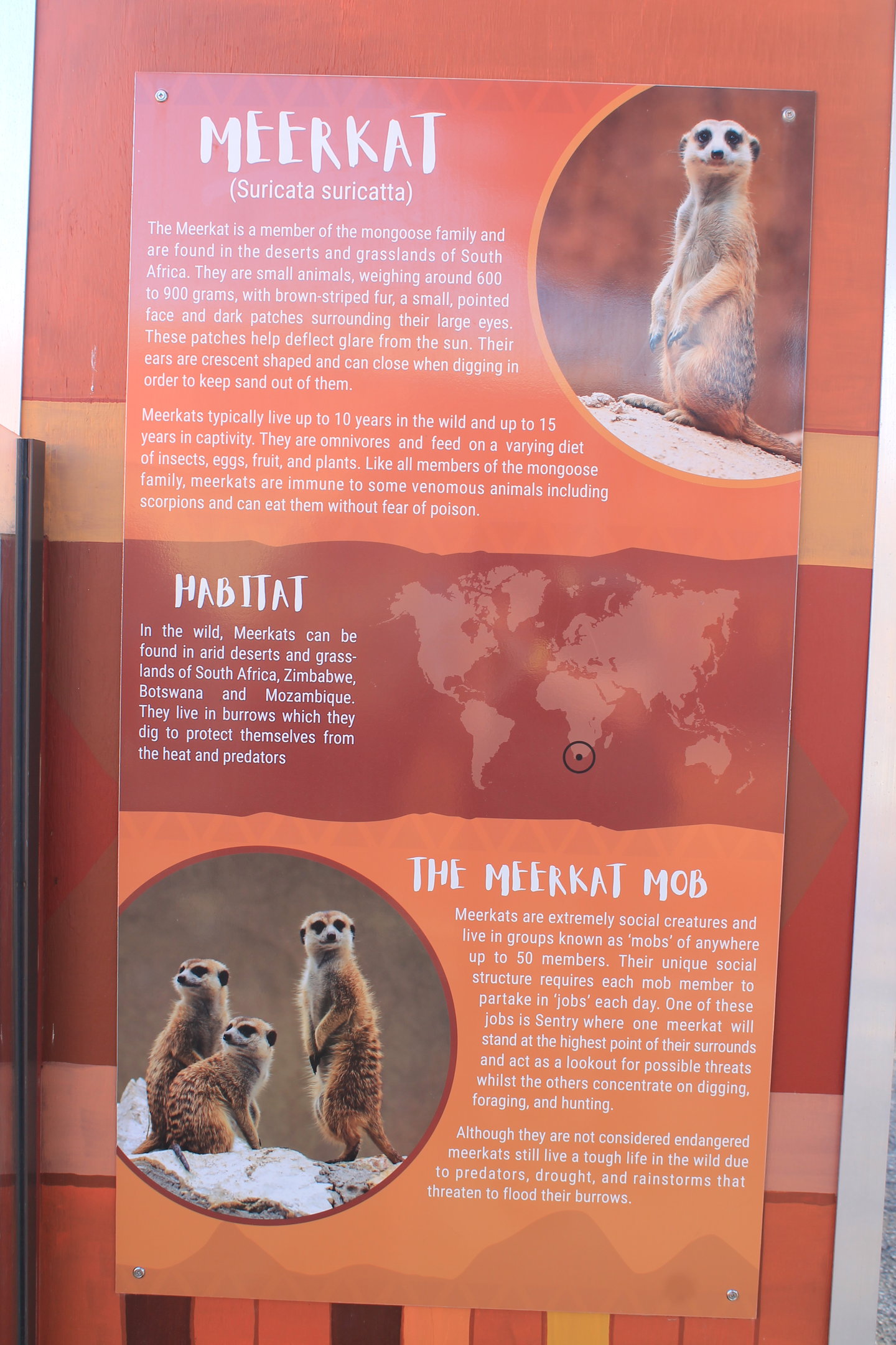 Meerkat signage