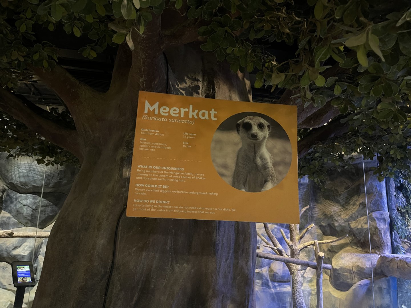 meerkat signage