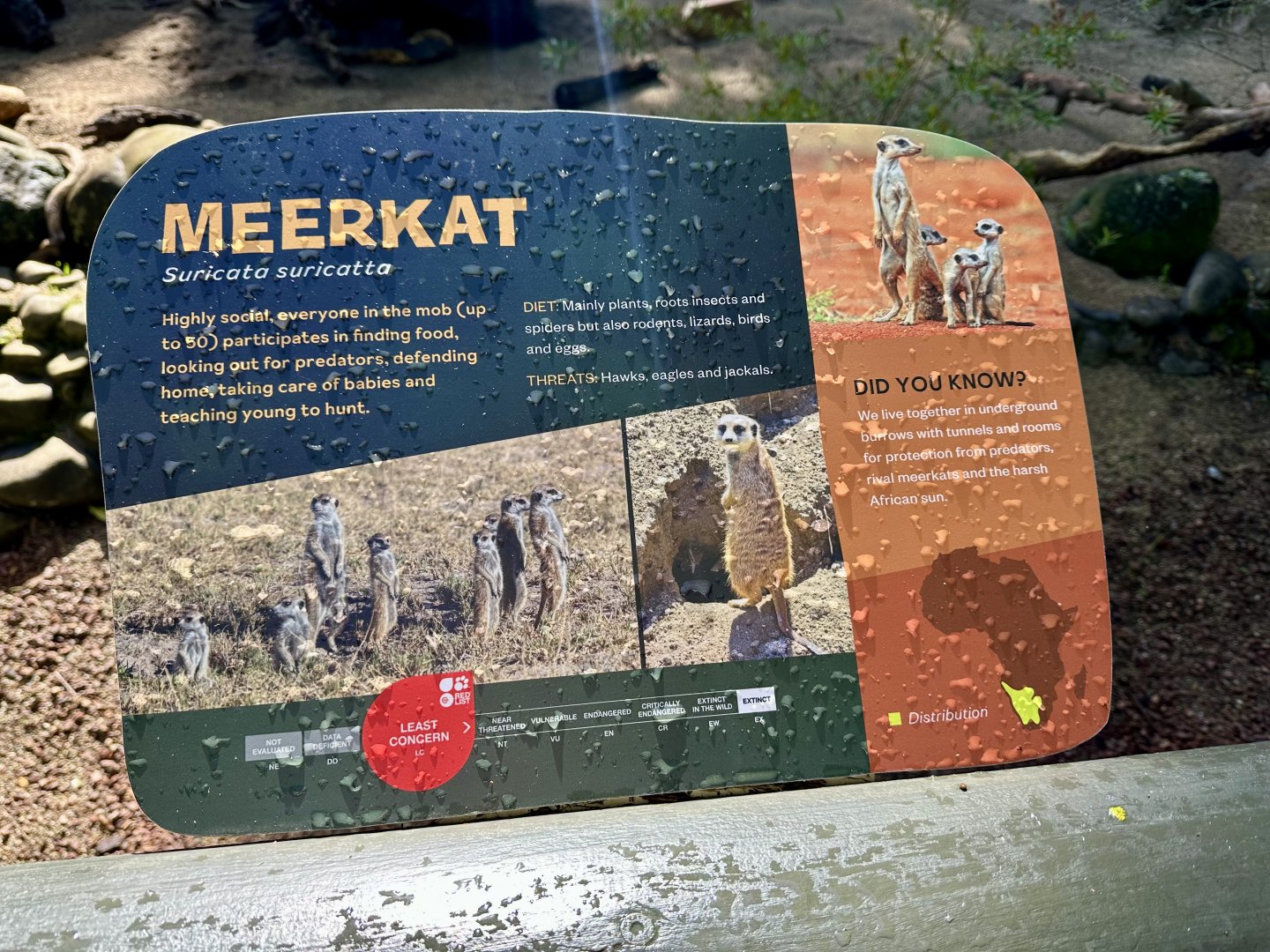 Meerkat Signage