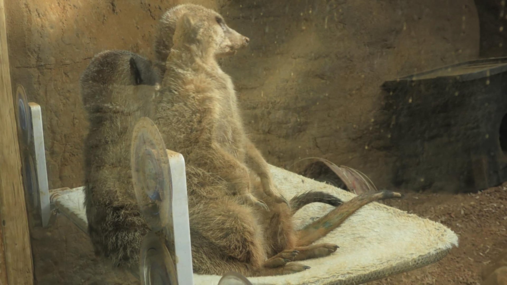 Meerkat sits on another Meerkat