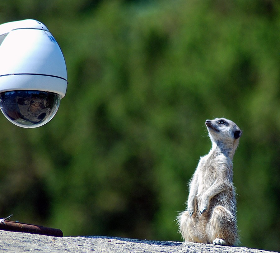 Meerkat, Slender tailed